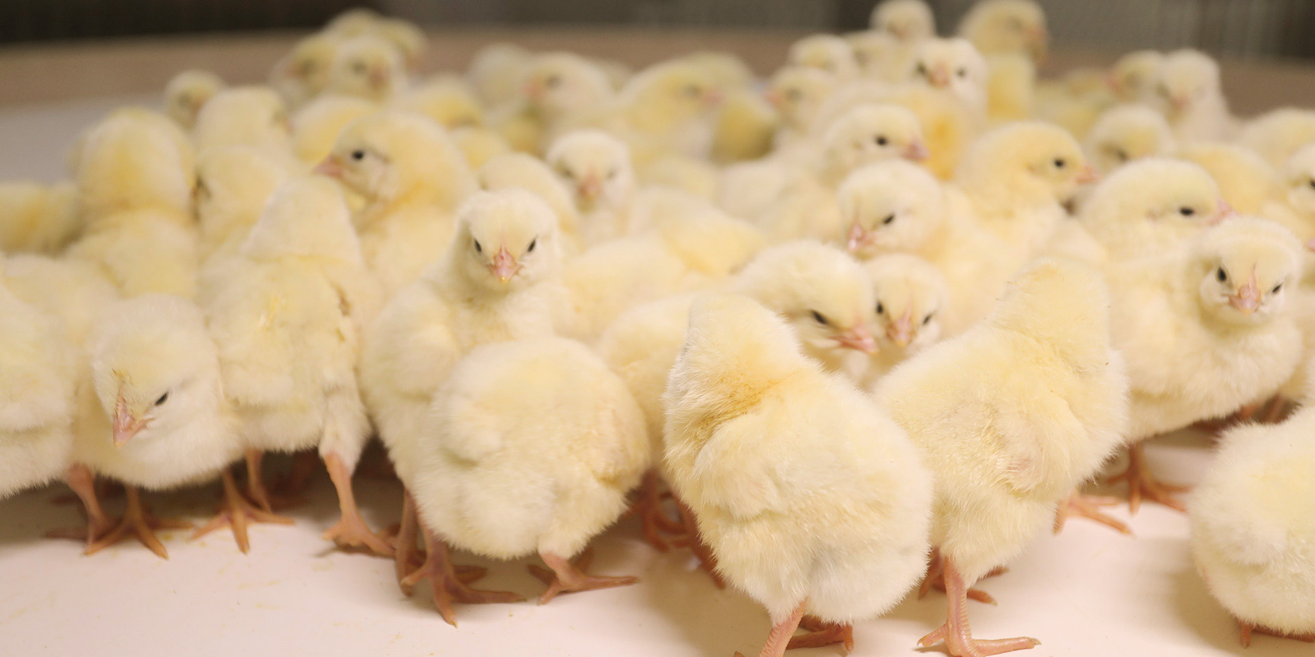 37a1b54c6aba748471c39f898c2e793e